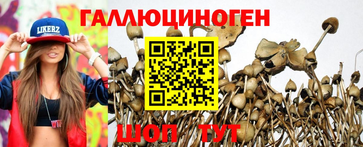 Псилоцибиновые грибы Psilocybe Котлас