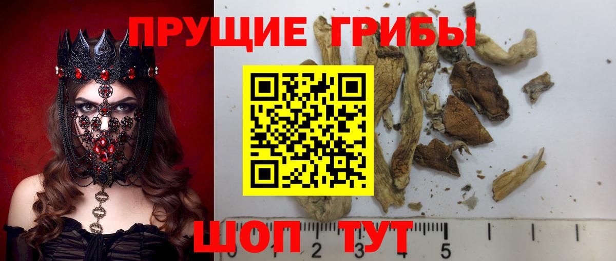 Котлас  Псилоцибиновые грибы Cubensis  Вход с VPN 